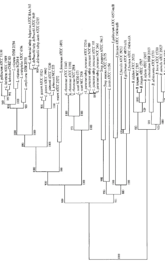 Figure 3-2 A phylogenetic tree of Lactobacillus and Bifidobacterium EF-Tu EF-Tu, based  on homologous nucleotide sequences ) (15)