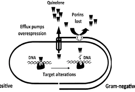 Figure 6-1 Representation of molecular resistance to quinolones mechanisms 