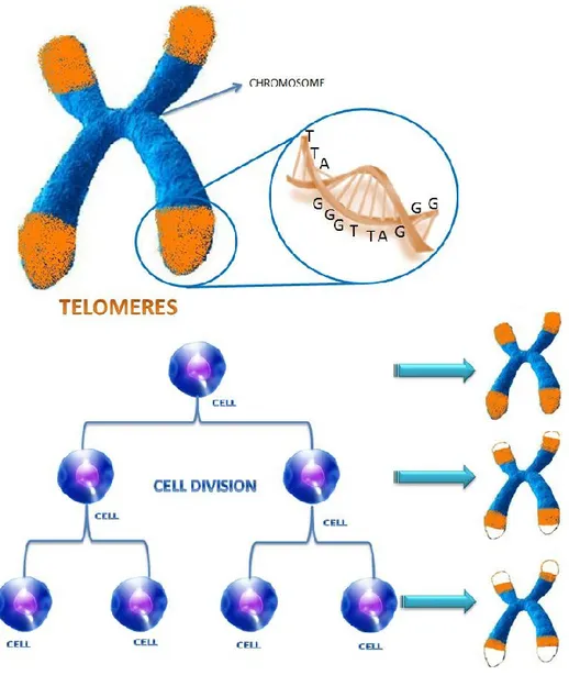 Figure 1.  Telomere shortening. A telomere is a region of repetitive DNA (TTAGGG repeats) at the end of a 
