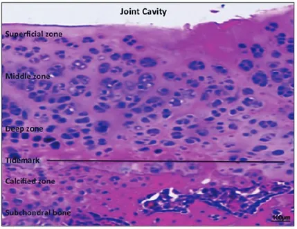 Figure 3. Moderate OA articular knee cartilage from rat. Hematoxylin and Eosin staining