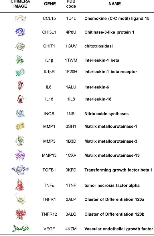 Table I. Target genes involved in OA. Molecular analyses was performed using the UCSF Chimera package