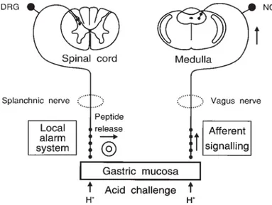 Fig. 3. Neural circuits activated by acid back-diffusion into the gastric mucosa.  