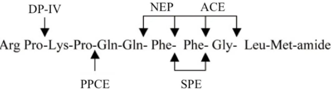 Fig. 6. Schematic representation of enzymatic degradation of Substance P.  