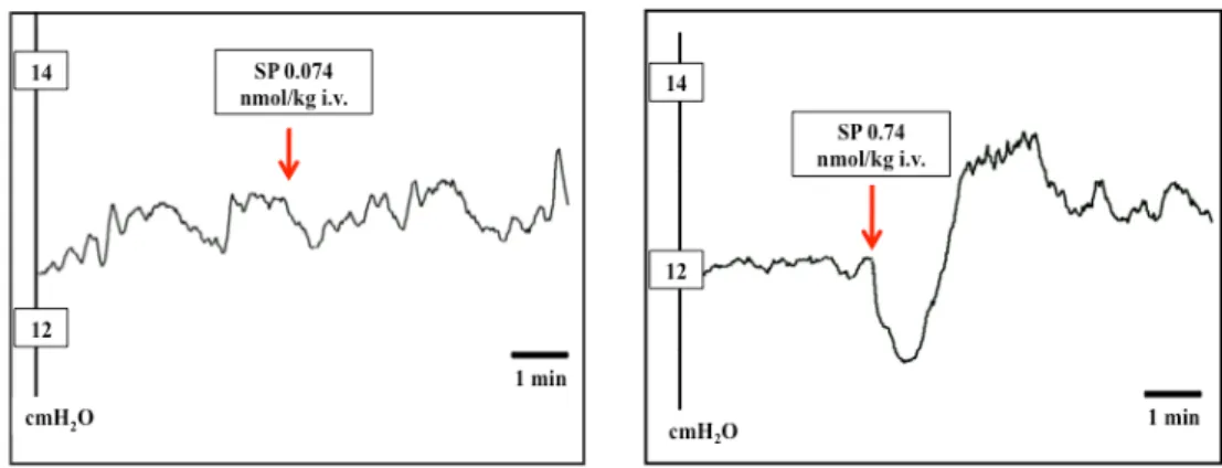 Fig.  12.  Representative  chart  recording  showing  the  effect  of  L-733,060  (11  μmol/kg  i.v.)  on  gastric  motor  action  of  SP  (0.074  and  0.74  nmol/kg  i.v.)