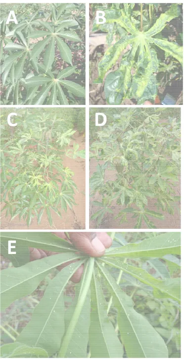 Figure 1  (A) Healthy cassava plant; (B) cassava leaf showing CMD symptoms; (C) diseased cassava plant showing  severe whitefly-borne  infection symptoms  (symptoms  appear from the top  leaves);  (D) diseased  cassava  plant  exhibiting  severe  cutting-b