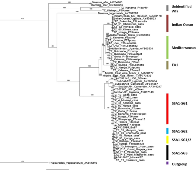 Figure 3 Phylogenetic tree based on bayesian inference of mtCOI sequences of adult whiteflies