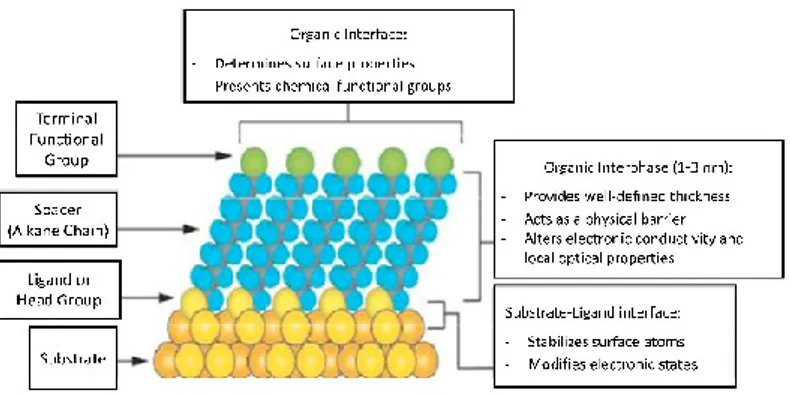 Figure  1.  3:  A  schematic  diagram  showing  different  parts  of  a  self-assembled  monolayer on a metal surface