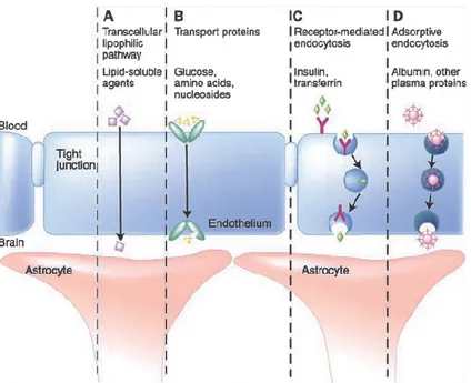 Figure 1. 5: Schematic representation of the mechanisms available to transport  endogenous molecules across the BBB 