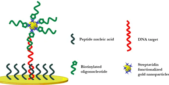 Figure 14.  Pictorial description of the sandwich hybridization strategy used for the sensitive 