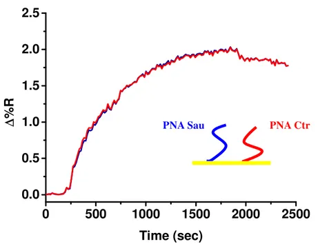 Figure  19   shows  Δ%R  over  time  obtained  after  the  immobilization  of  PNA  Sau 