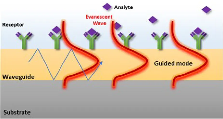 Figure 3. Schematic representation of the sensing principle of an evanescent wave biosensor
