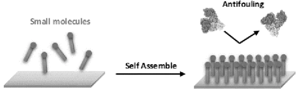 Figure 13. Schematic formation of antifouling coatings of self-assembled monolayers (SAMs)