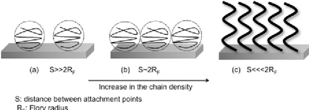 Figure 16. Illustration of PEG polymers after surface grafting of PEG monomer. The PEG conformation on  the  surface,  determined  by  the  chain  density,  changes  from  non-overlapping  “mushrooms”  to  fully  extended “brushes”