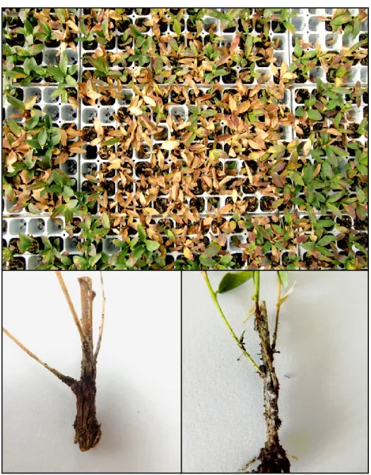 Figure 2 - Wilting and crown rot caused by Calonectria pauciramosa on Polygala myrtifolia 