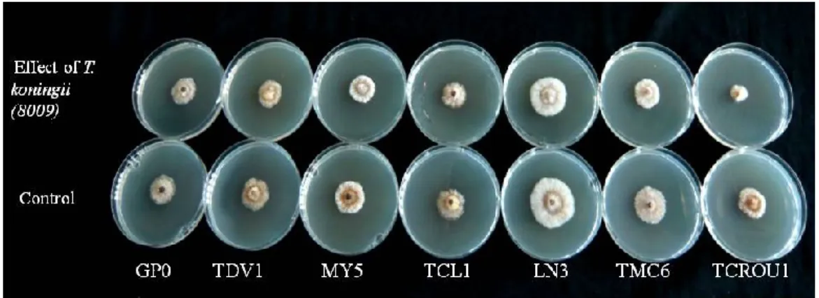 Figure 5 - Effect of non-volatile metabolites produced by Trichoderma koningii (8009) on  different Calonectria spp.