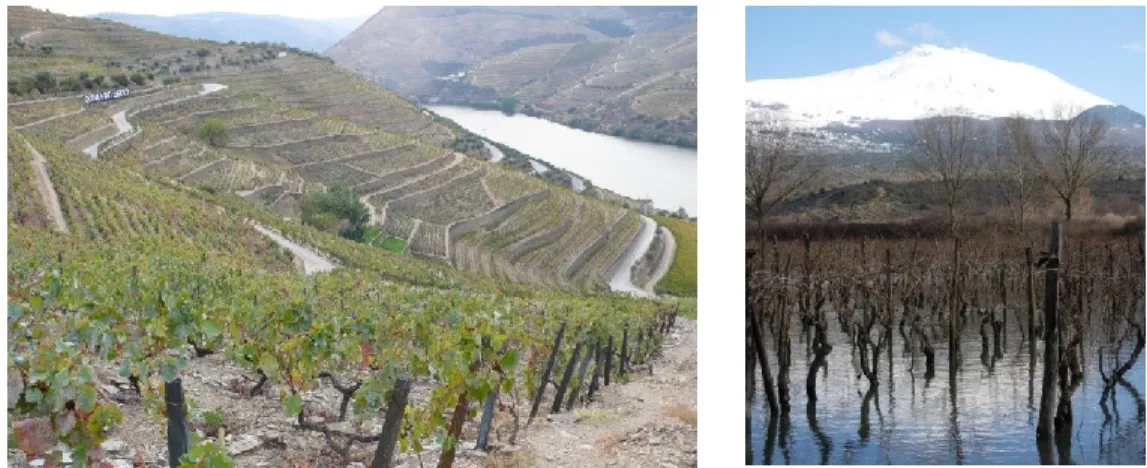 Fig. 1.1 – Paesaggi viticoli: Regione del Douro e vigneto alle pendici dell‟Etna. 