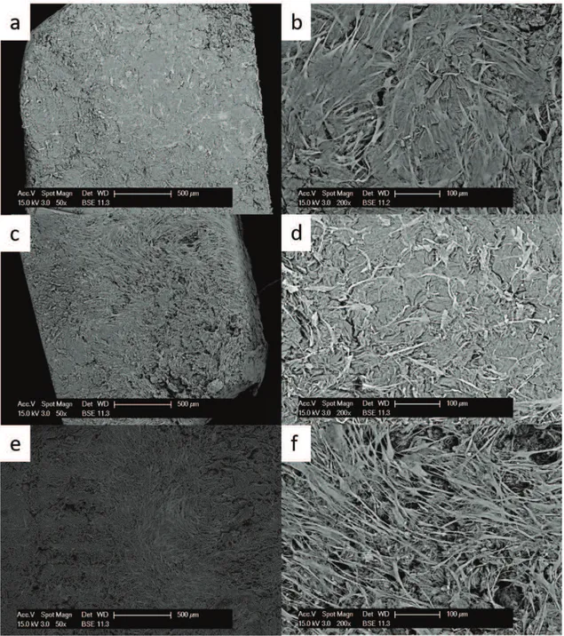 Figura 1Growth of primary fibroblasts on the Strattice matrix  analyzed at the SEM at 50x (left side) and 200x magnification (right  side) at 10 days (a,b), 20 days (c,d) and 30 days (e,f)