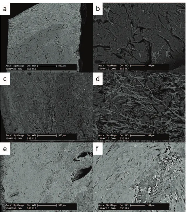 Fig. 1  Growth of primary fibroblasts on the Permacol matrix analysed at the SEM at 50x (left side) and 200x magnification (right side)  at 10 days (a,b), 20 days (c,d) and 30 days (e,f).