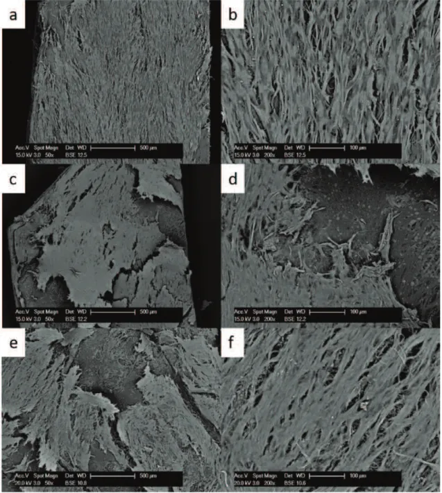 Fig.  2 Growth of primary fibroblasts on the Surgisis-Biodesignl matrix analysed at the SEM at 50x (left side) and 200x magnification  (right side) at 10 days (a,b), 20 days (c,d) and 30 days (e,f).