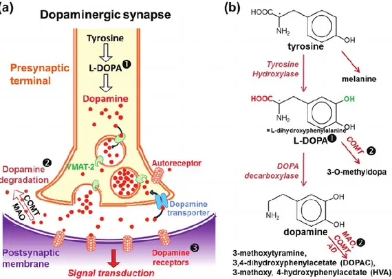 Figure  1:  Dopaminergic  synapse  and  dopamine  metabolism.  (a,b)  In  the  presynaptic  terminal  of 