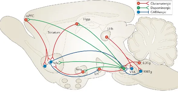 Figure 2: VTA– NAc reward circuit. The major reward circuit consists of dopaminergic fibers originating 