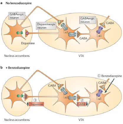 Figure 3: GABA A  receptor subtypes in the mesolimbic dopaminergic systems. VTA GABAergic neurons 