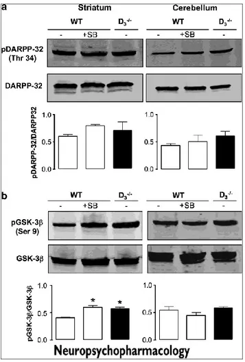 Figure 6 DA receptor signaling is enhanced in striatum of  D 3 R -/-  mice and of SB277011A-treated WT mice