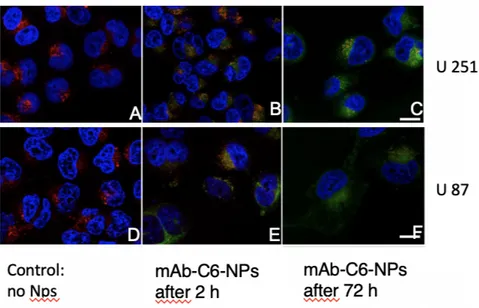Figure 7:  Confocal microscopy. Coumarin-6 was used as fluorescence marker: nuclei are marked  in blue, the acidic compartments (late endosomes/lysosomes) in red and the mAb-C6-NPs in green.