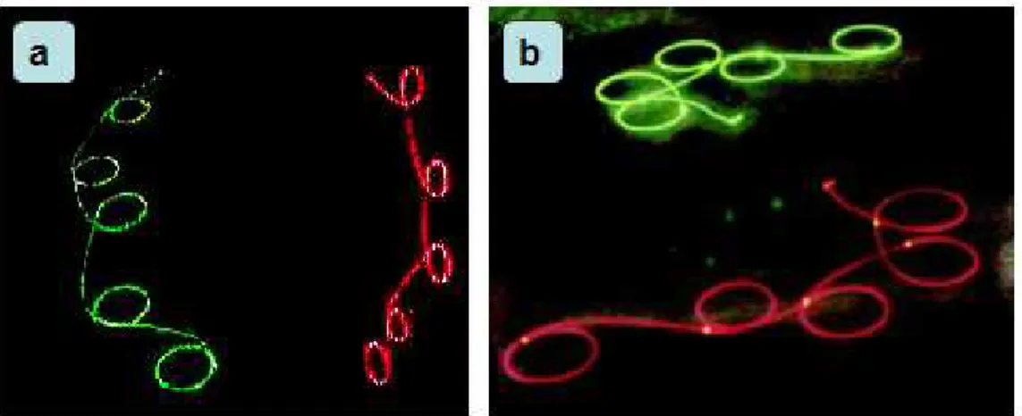 Fig.  22. Synchronization  between  robot  trajectories.    Each  frame  represents   a  trajectory  lasting  about  8 sec