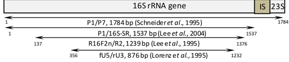 Fig.  18.  Posizione  sul  genoma  dei  primer  universali  (P1/P7,  R16F2n/R2,  fU5/rU3) comunemente utilizzati per la diagnosi dei fitoplasmi