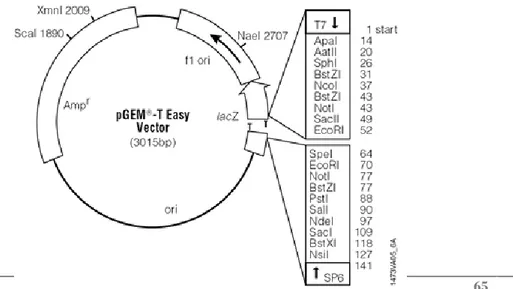 Fig. 19. Rappresentazione grafica del plasmide pGEM-T Easy (Promega). 