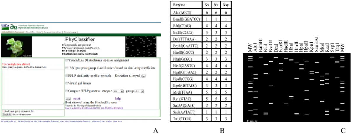 Fig. 20. A) Schermata della pagina web di  iPhyClassifier; B) File prodotto dalla comparazione dei profili  RFLP; C) Immagine di un profilo RFLP virtuale R16F2nR2