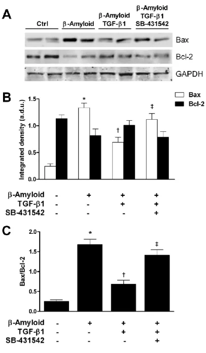 Figure 2. Western blot analysis of Bax and Bcl-2 in A-treated rats with or without TGF-β1 