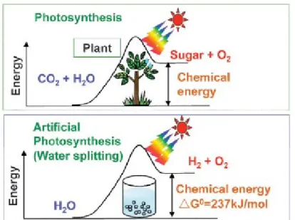 Fig. 1.7 Photosynthesis by green plants and photocatalytic water splitting as an artificial photosynthesis [ 88 ]