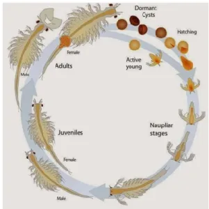 Fig. 7. Life cycle of Artemia salina. 