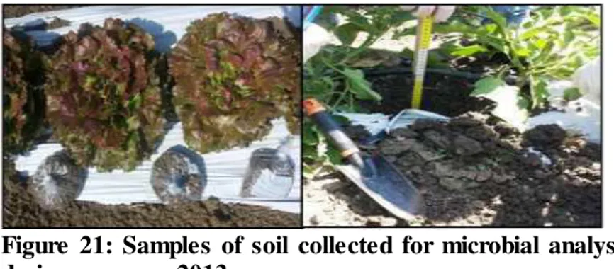 Figure  21:  Samples  of  soil  collected  for  microbial  analysis  during  summer  2013 