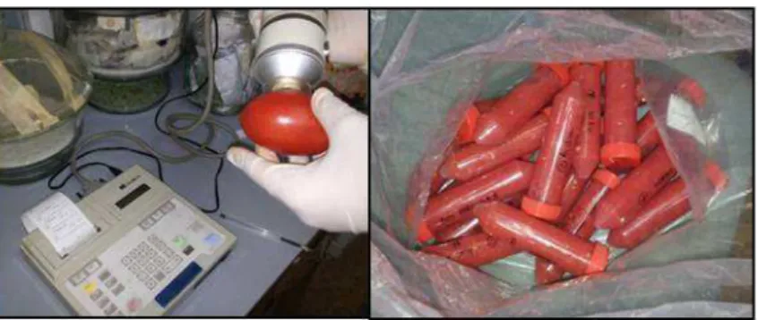 Figure  23:  Laboratory  procedures  on  tomato  fruits  to  determine  skin  colour  (on  the  left)  and  antioxidant  substance (on the right)  – year 2014 