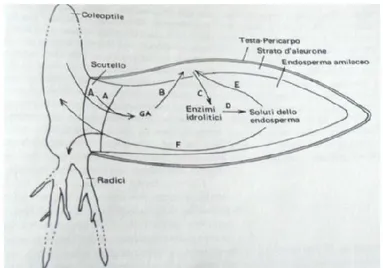 Figura  6.  Schema  rappresentativo  delle  relazioni  tra  produzione  di  GA,  di  α-amilasi  ed  accumulo  di  soluti nella germinazione del seme di orzo (Jones ed Armstrong, 1971)