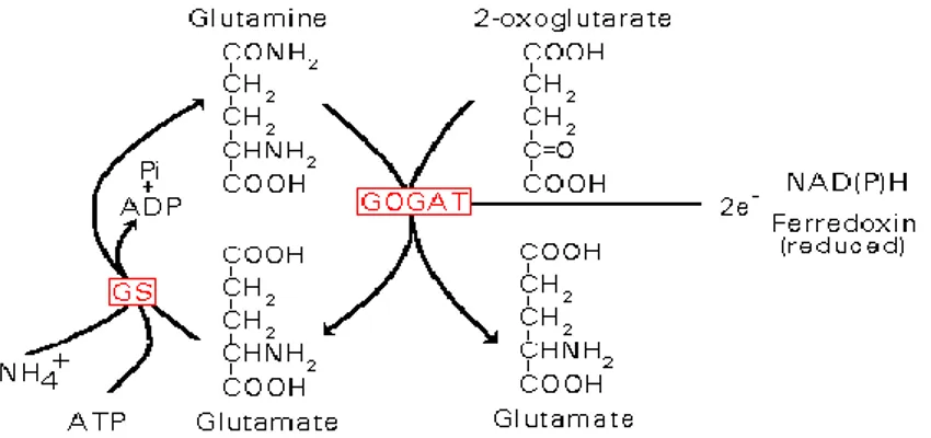 Figura 10. Ciclo GS/GOGAT (Lea et al., 1992)