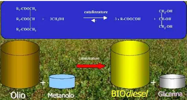 Fig. 8  -  Procedimento di trasformazione dell'olio vegetale in biodiesel: reazione di  transesterificazione 