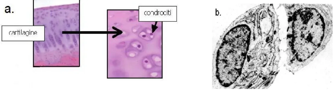Figura 14.  a. Gruppi isogeni di condrociti.  b. Condrociti osservati al microscopio elettronico.