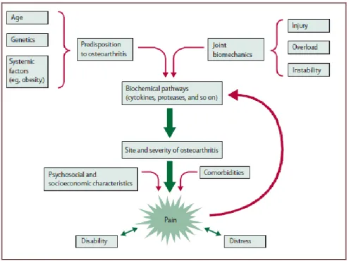 Figura 17. Fattori ambientali ed endogeni per il rischio di OA e loro conseguenze 