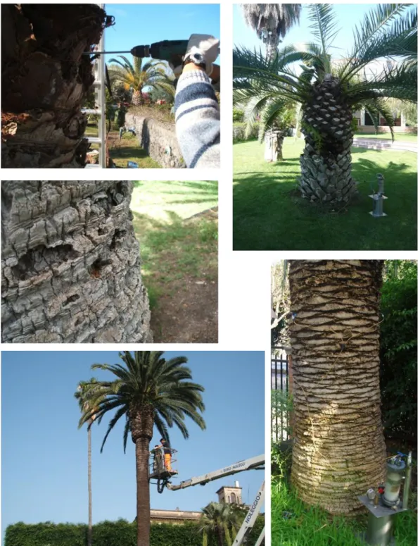 Fig .5 -  Differenti fasi del trattamento endoterapico su Phoenix canariensis. 