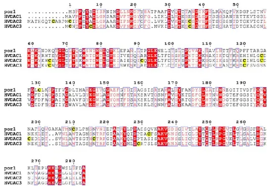 Fig 5 Comparison between yeast and human VDAC proteins sequences. The yeast porin POR1 was 
