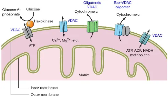 Fig  8  VDAC  functions  in  OMM.  VDAC  represents  one  of  the  most  important  metabolic  protein, 