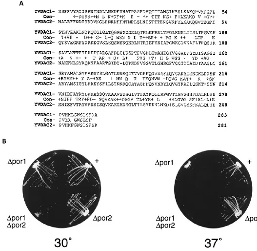 Fig  9  Properties  of  yeast  VDAC  proteins  sequences.  A)  Alignment  between  the  two  yeast  VDAC 