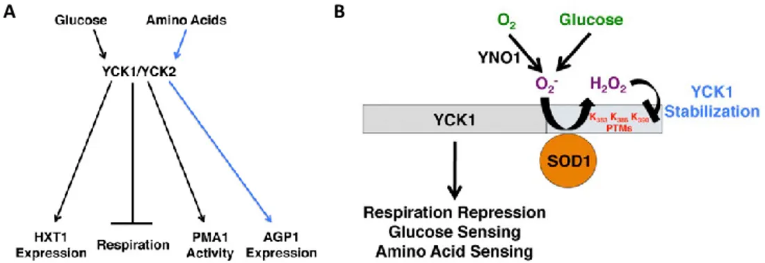 Fig 15 Role of YCK1/2 proteins in glucose metabolism. A) YCK1/2 proteins are directly involved in 