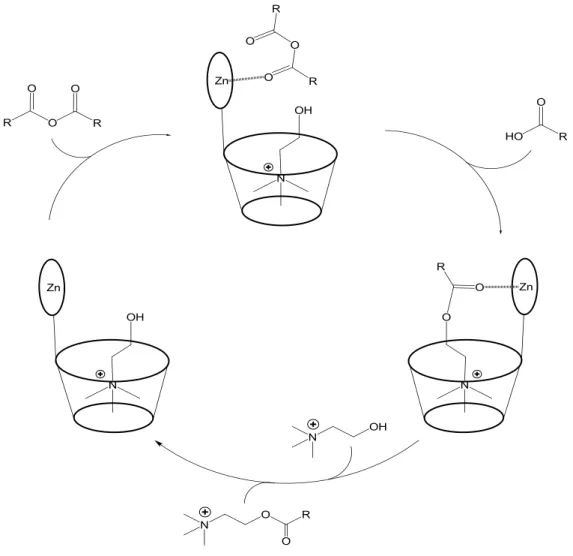 Figure 1.4 Representation of the catalytic cycle proposed in the esterification of choline
