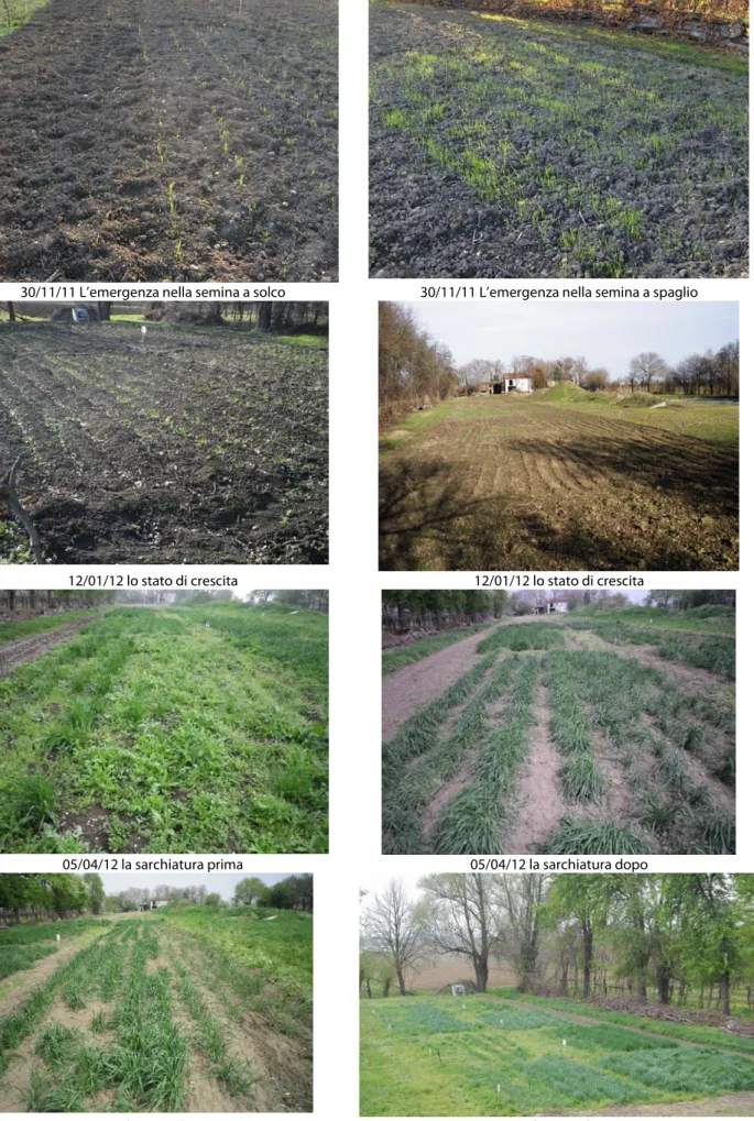 Fig. 5. Sequenza fotografica dall’emergenza alla fase di crescita dei cereali. 