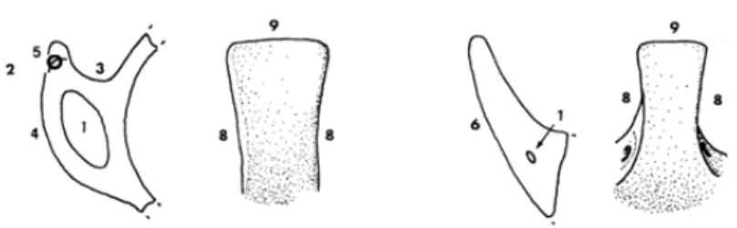 Fig. 5. Nomenclatura delle parti costitutive l’ansa ad ascia. 1. luce; 2. Punto di volta del nastro; 3